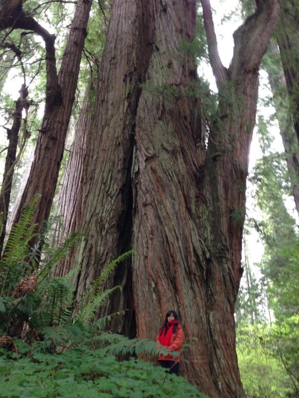 Redwood Inn image 20